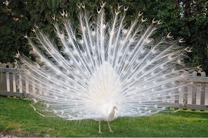 White-Peacock