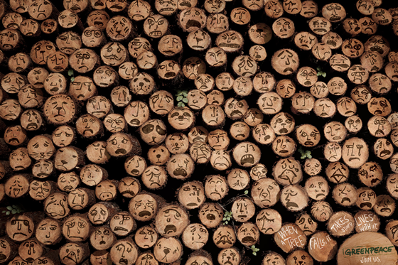 greenpeace árvores