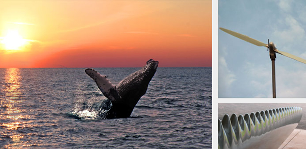 A nadadeira das baleias jubarte tem uma aerodinâmica especial que faz com ela faça curvas fechadas e perfeitas mesmo em alta velocidade! Os estudos podem ser aplicados na produção de energia eólica, ventiladores mais eficientes e até mesmo na aviação.
