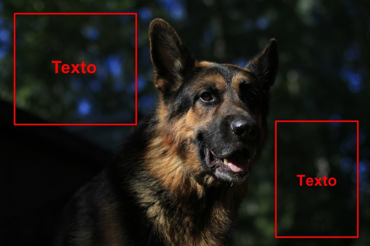 Dog german shepherd in a summer day